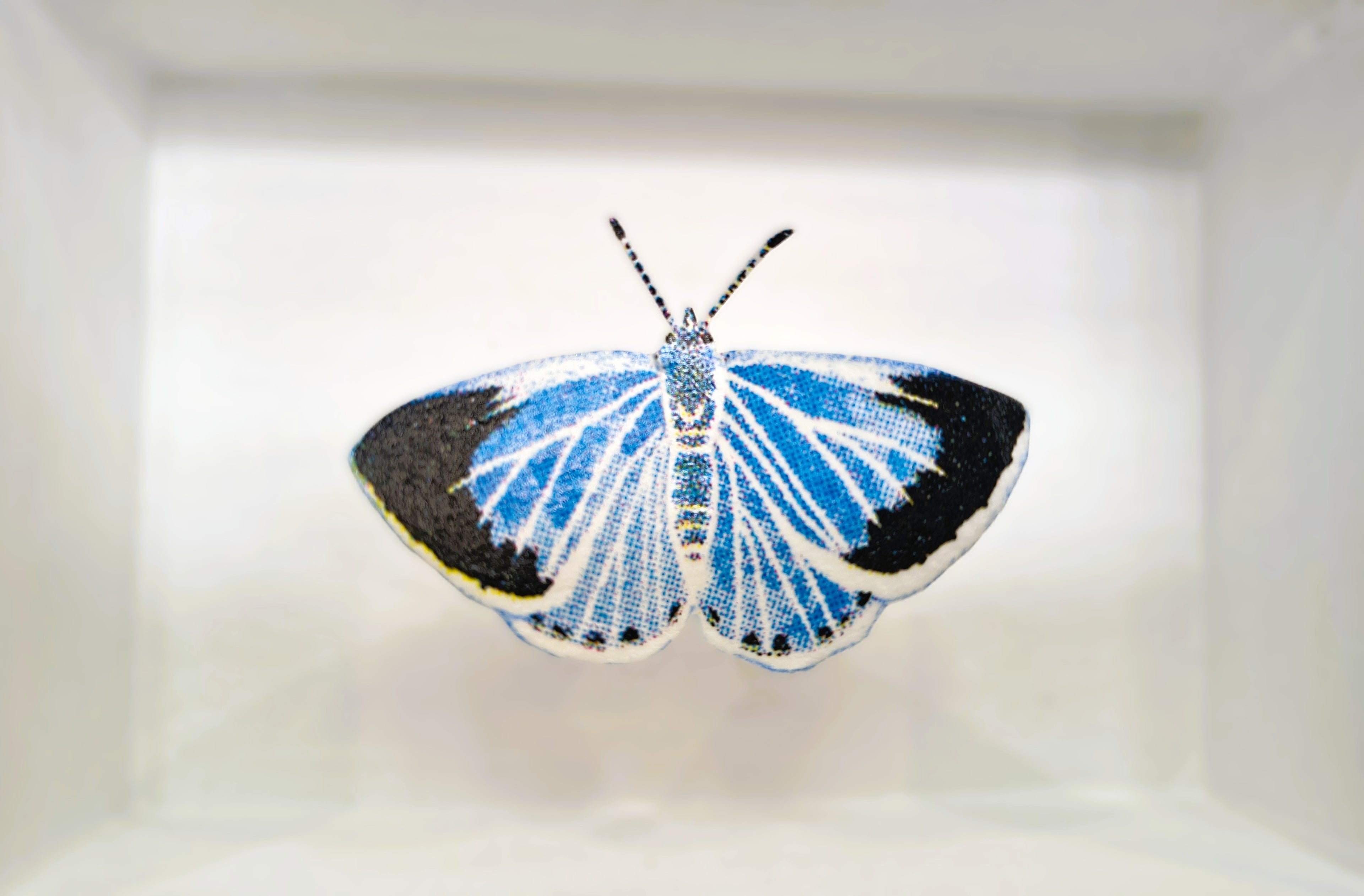 Amelia Bown -Holly Blue Butterfly, Original Ltd Edition Framed Mini Screen Print - Primrose Gallery and Framing 