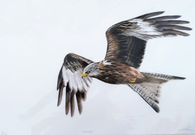 Keiran Hodge- Wings, Limited Edition Print of a Red Kite in Flight - Primrose Gallery and Framing 