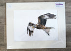 Keiran Hodge- Wings, Limited Edition Print of a Red Kite in Flight - Primrose Gallery and Framing 