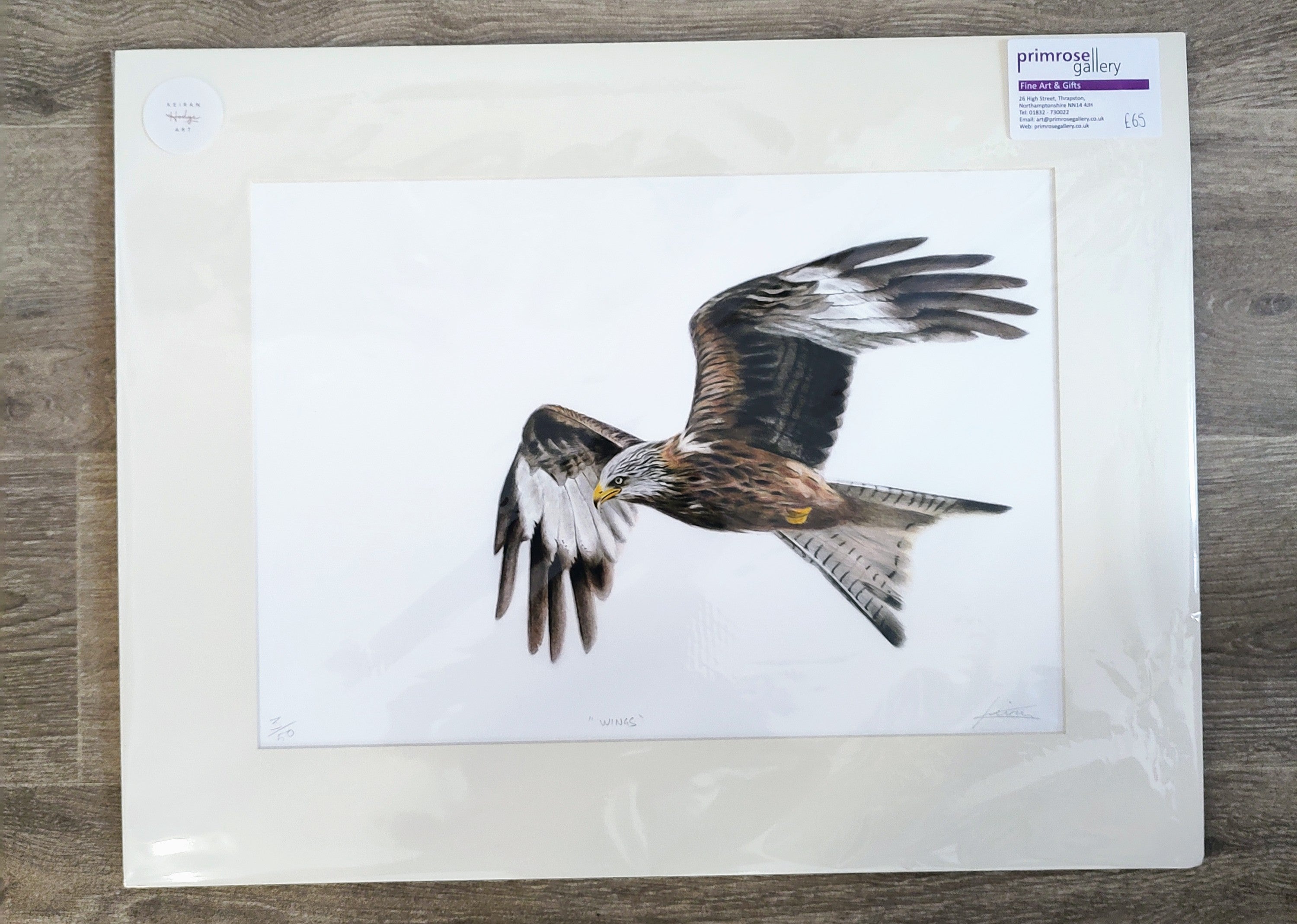 Keiran Hodge- Wings, Limited Edition Print of a Red Kite in Flight - Primrose Gallery and Framing 