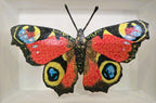 Amelia Bown - Peacock Butterfly, Original Ltd Edition Framed Mini Screen Print - Primrose Gallery and Framing 