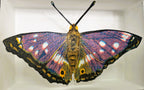 Amelia Bown - Purple Emporer Butterfly, Original Ltd Edition Framed Mini Screen Print - Primrose Gallery and Framing 