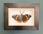 Amelia Bown - Red Admiral Butterfly, Original Ltd Edition Framed Mini Screen Print - Primrose Gallery and Framing 