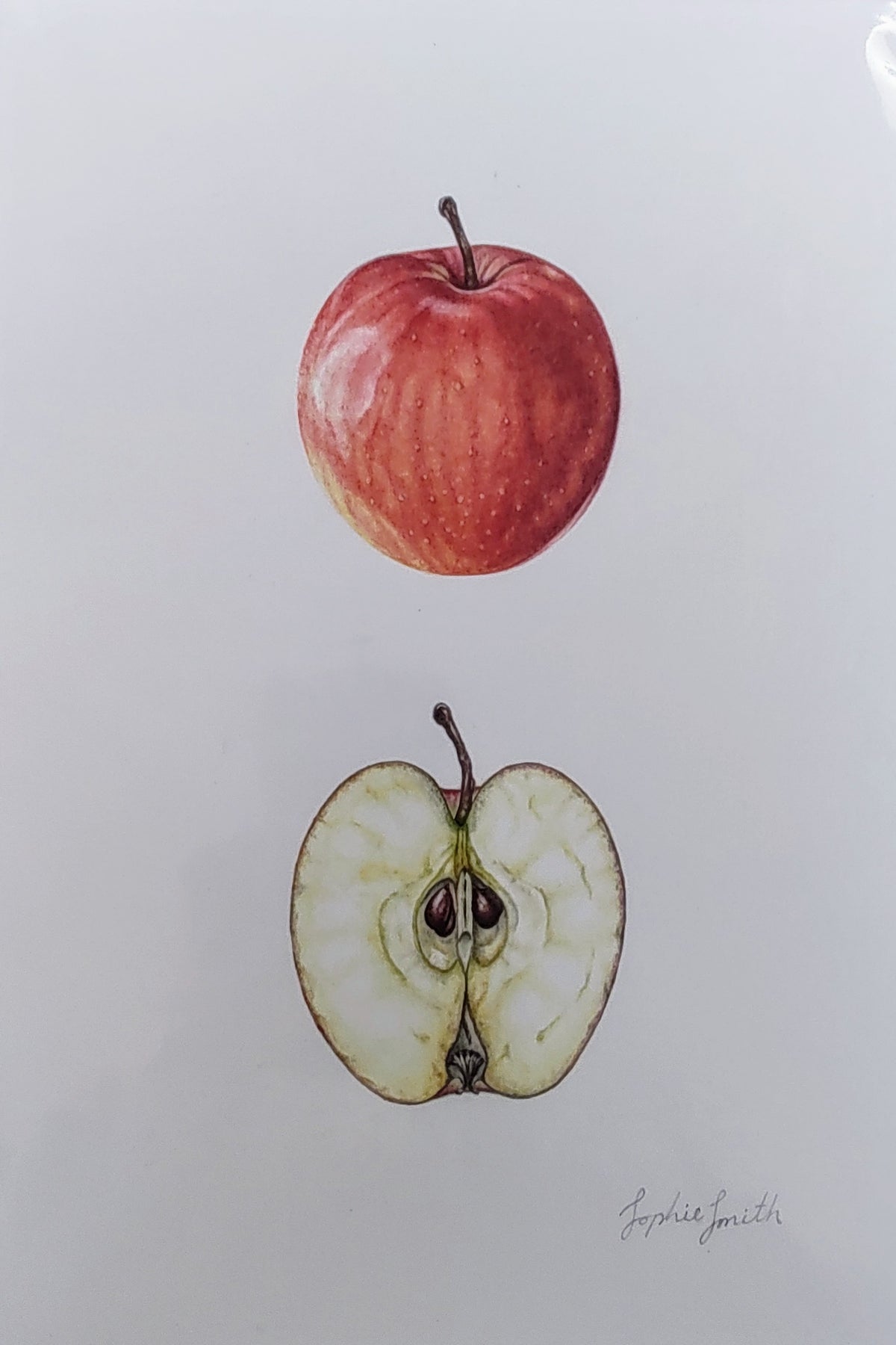 Sophie Smith- Apple, Giclee Print