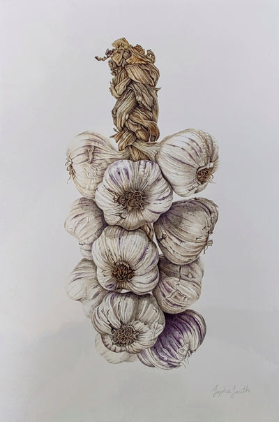 Sophie Smith- Garlic, Giclee Print - Primrose Gallery and Framing 