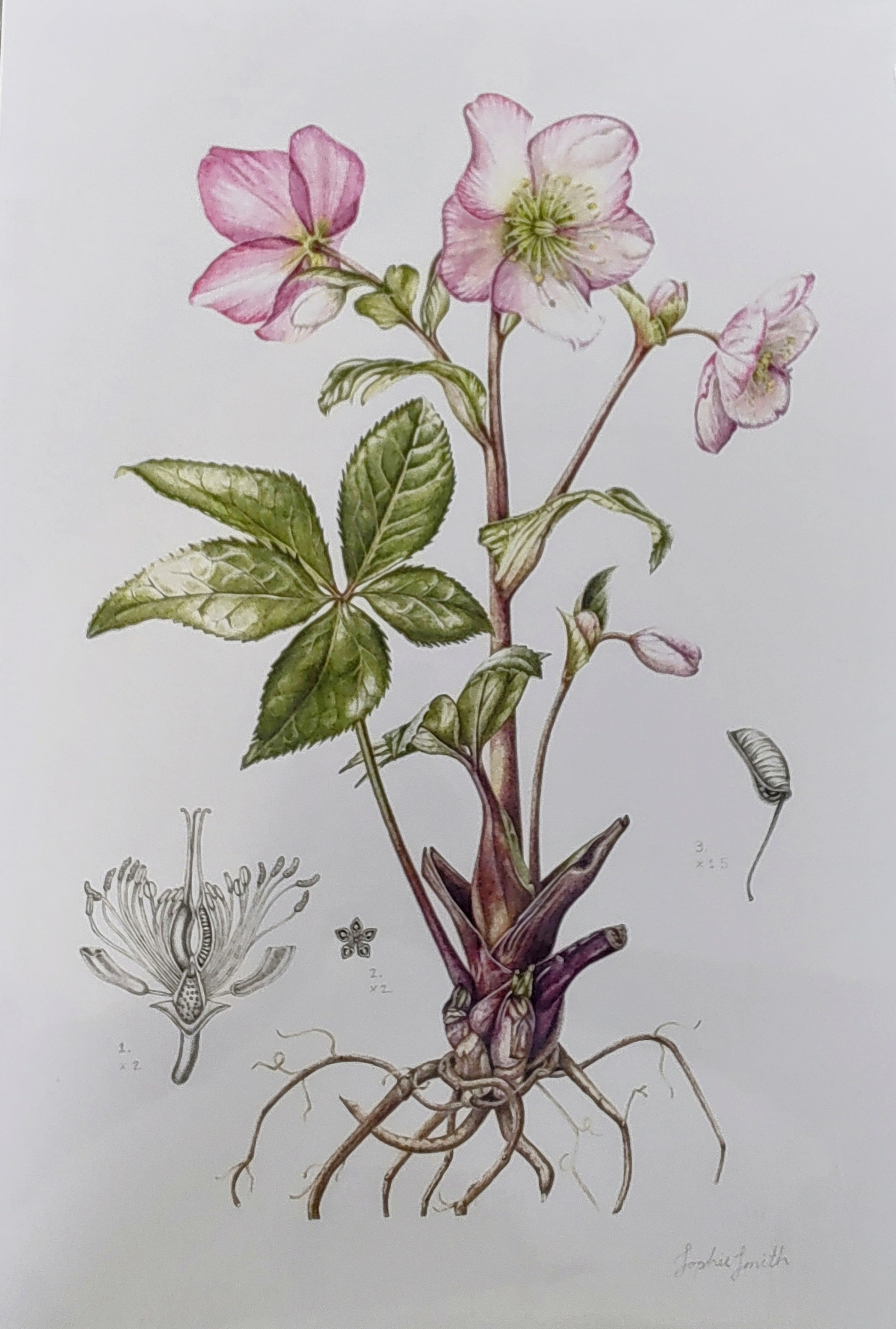 Sophie Smith- Hellebore, Giclee Print - Primrose Gallery and Framing 