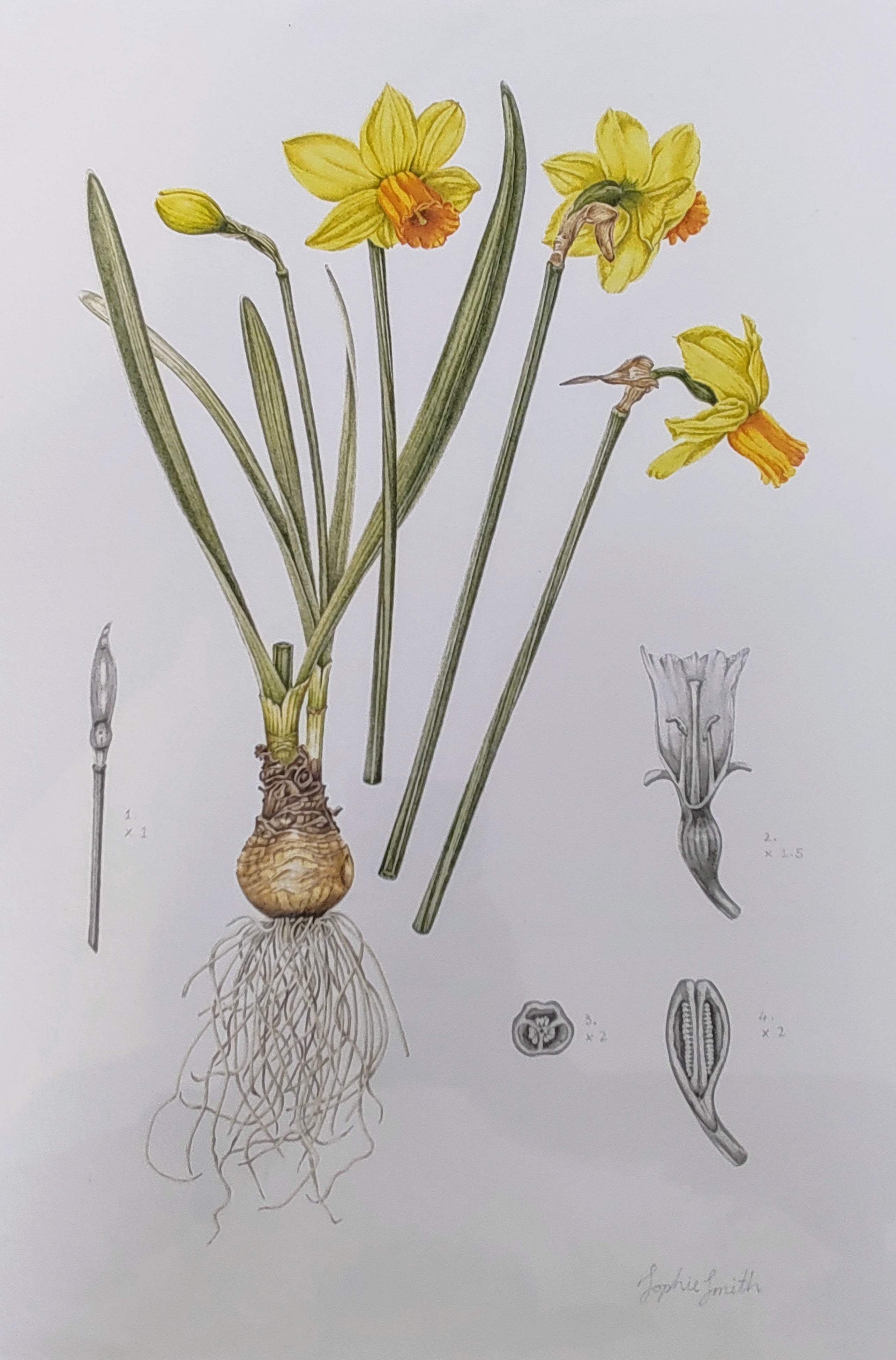 Sophie Smith- Narcissus, Giclee Print - Primrose Gallery and Framing 