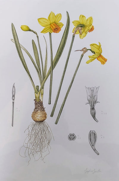 Sophie Smith- Narcissus, Giclee Print - Primrose Gallery and Framing 