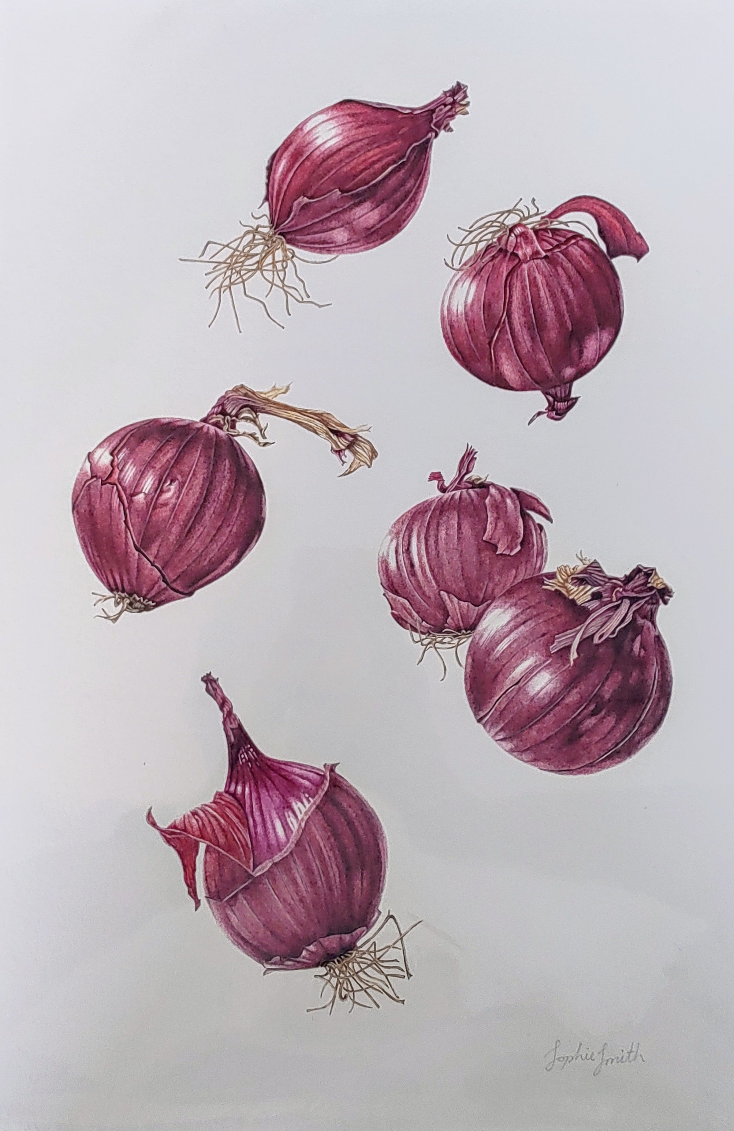 Sophie Smith- Red Onion, Giclee Print - Primrose Gallery and Framing 