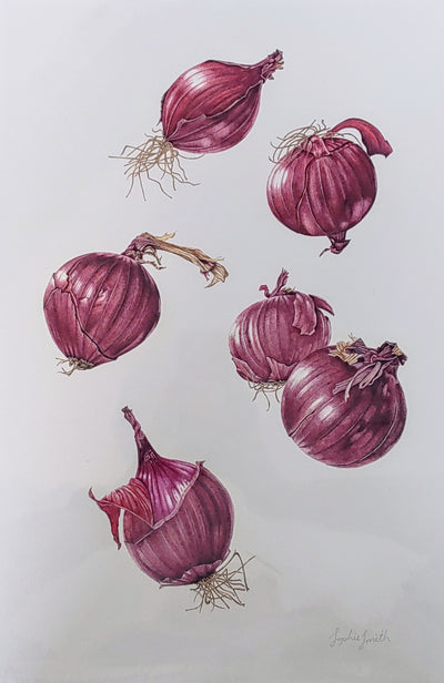Sophie Smith- Red Onion, Giclee Print - Primrose Gallery and Framing 