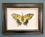 Amelia Bown - Common Swallowtail Butterfly, Original Ltd Edition Framed Mini Screen Print - Primrose Gallery and Framing 