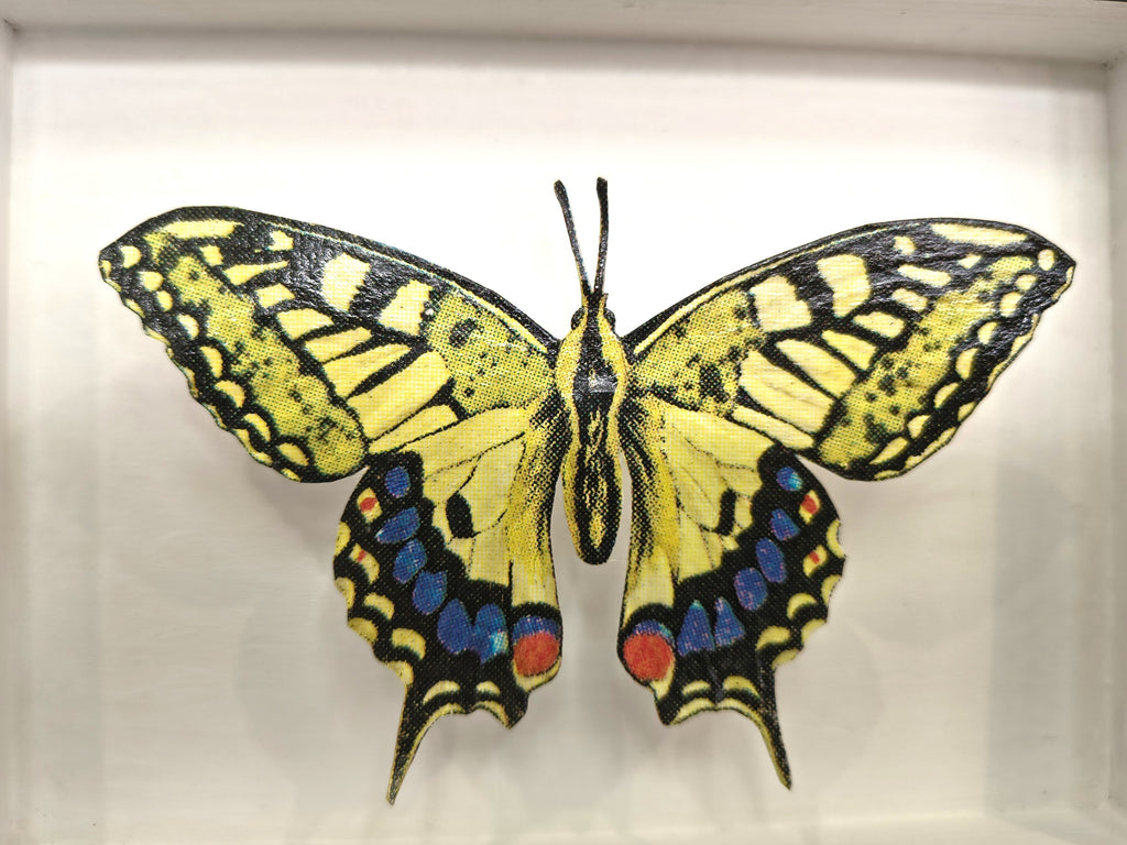 Amelia Bown - Common Swallowtail Butterfly, Original Ltd Edition Framed Mini Screen Print - Primrose Gallery and Framing 