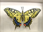 Amelia Bown - Common Swallowtail Butterfly, Original Ltd Edition Framed Mini Screen Print - Primrose Gallery and Framing 