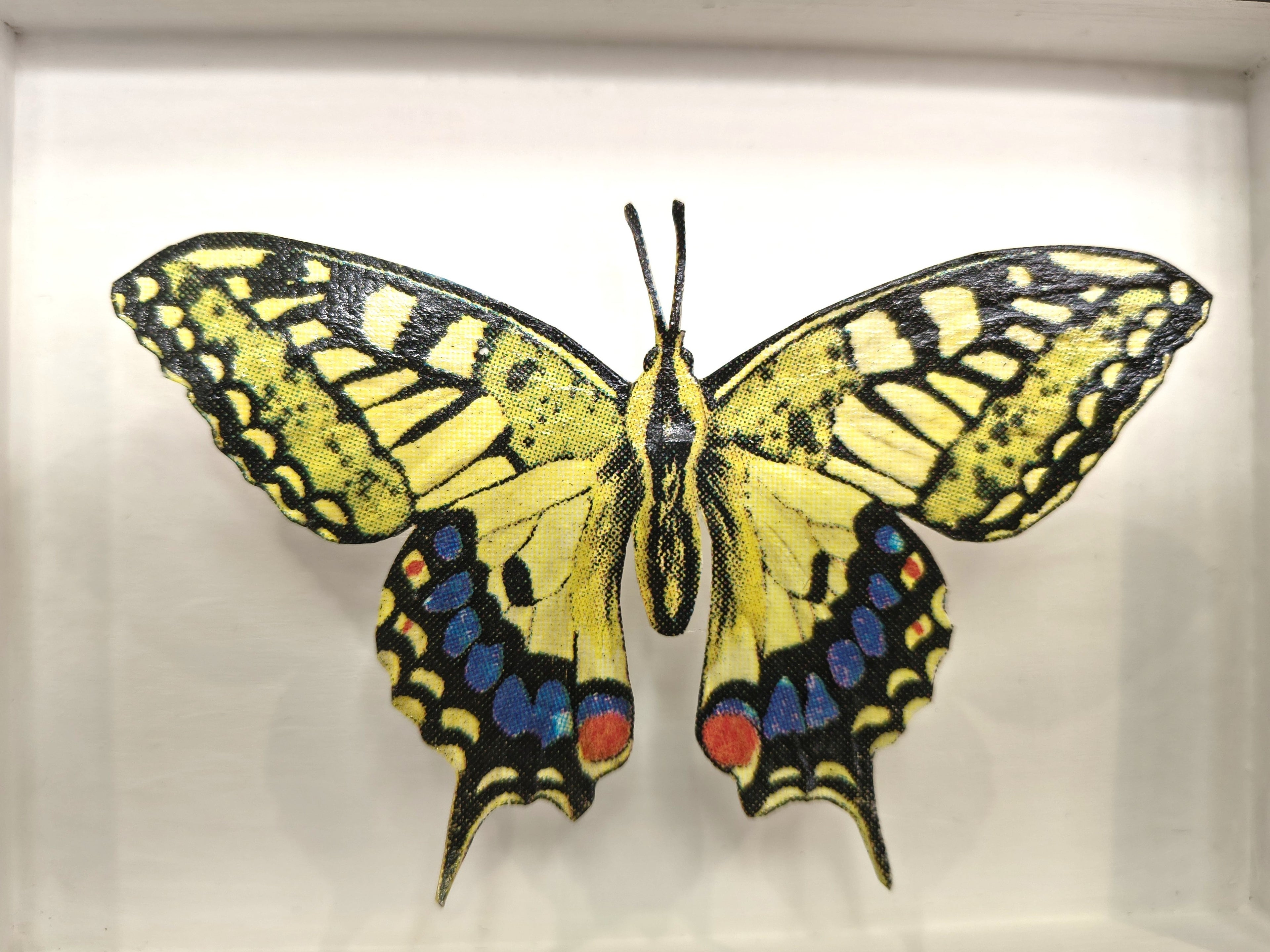 Amelia Bown - Common Swallowtail Butterfly, Original Ltd Edition Framed Mini Screen Print - Primrose Gallery and Framing 