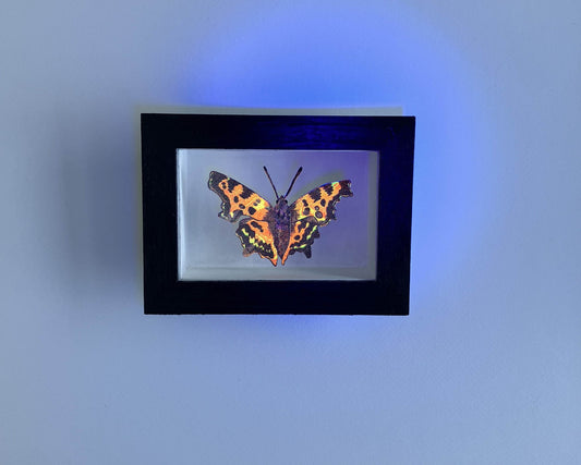 Amelia Bown- Comma Butterfly, Framed Original Silk Screen Print