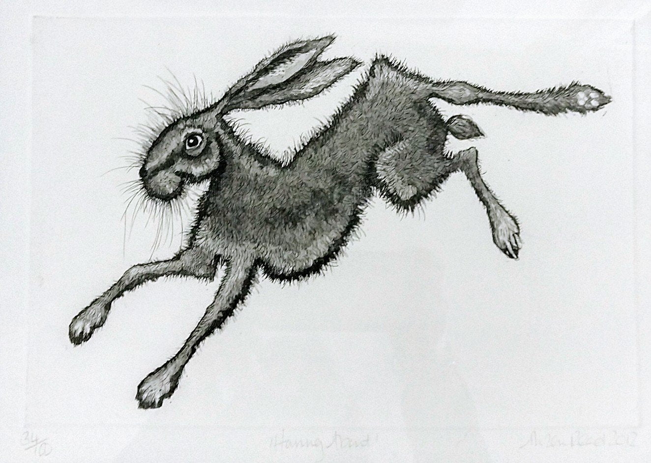 Alison Read -Framed Original etching of a running hare-  Haring About