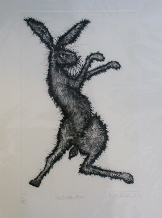 Alison Read - Limited edition etching of a Hare- "The Shadow Boxer"