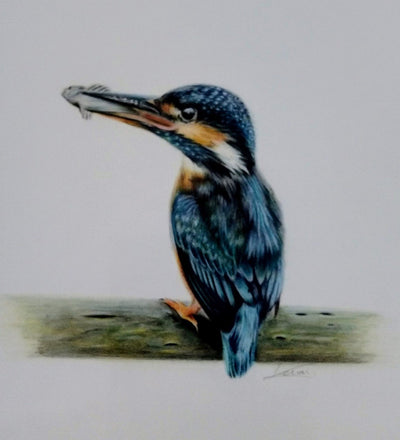 Keiran Hodge- Kingfisher, Limited Edition Mounted Print - Primrose Gallery and Framing 