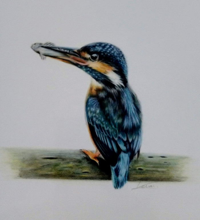 Keiran Hodge- Kingfisher, Limited Edition Mounted Print