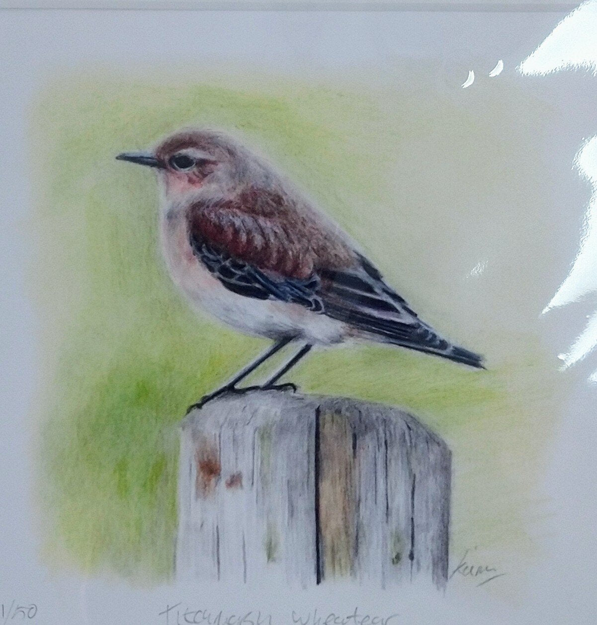 Keiran Hodge- Titchmarsh Wheatear, Limited Edition Mounted Print - Primrose Gallery and Framing 