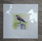 Keiran Hodge- Titchmarsh Wheatear, Limited Edition Mounted Print - Primrose Gallery and Framing 