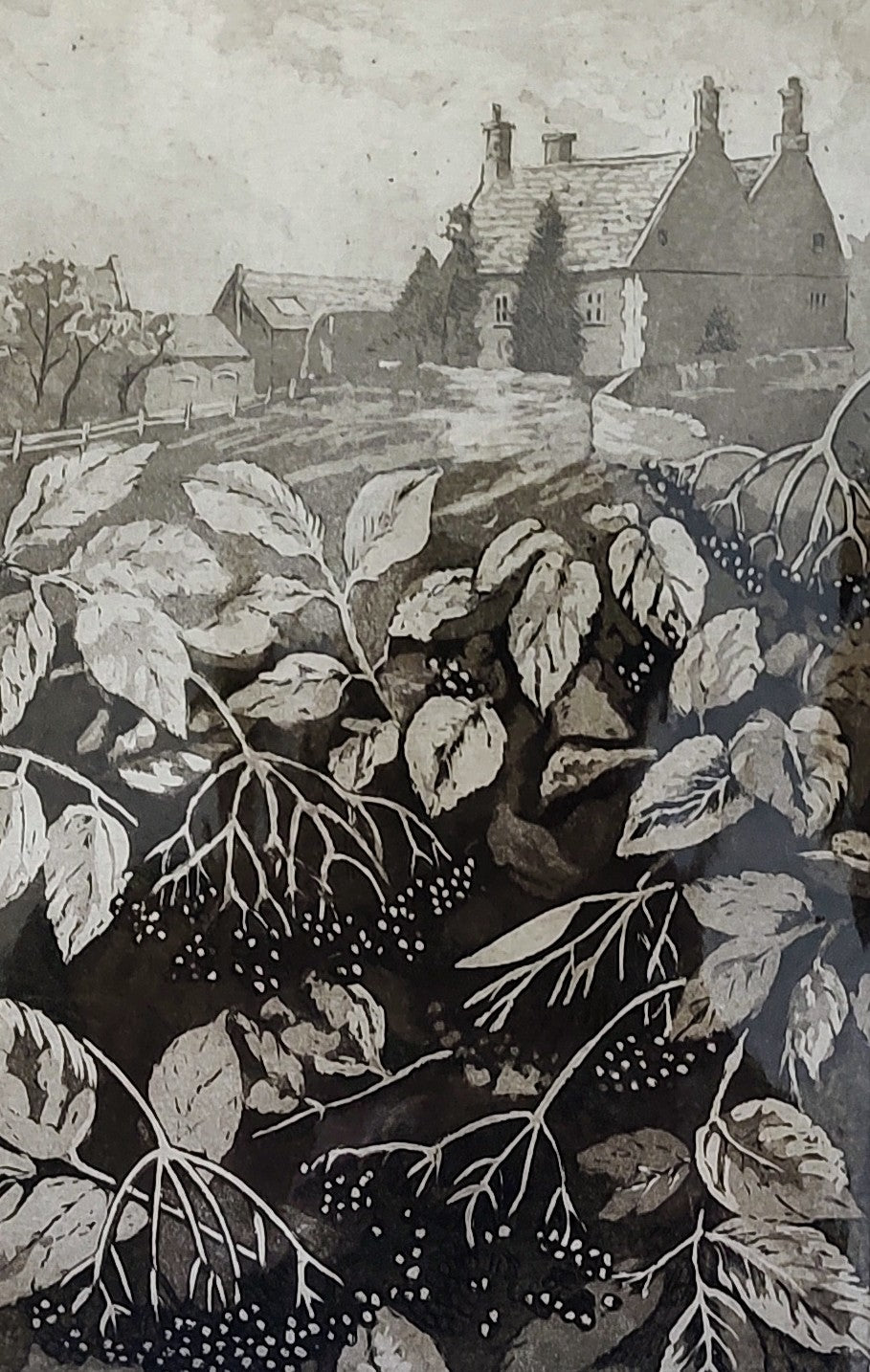 Sorrell Kinley- Elderberries, Harpers Brook, Sudborough - Primrose Gallery and Framing 