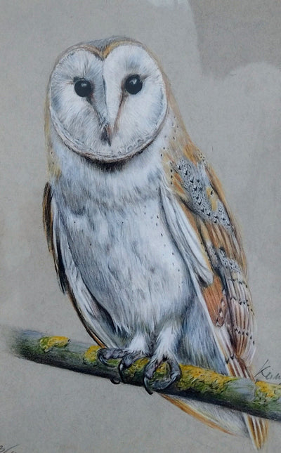 Keiran Hodge- Barn Owl, Limited Edition Mounted Print - Primrose Gallery and Framing 